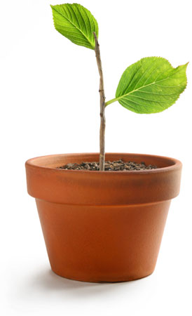 Growth image